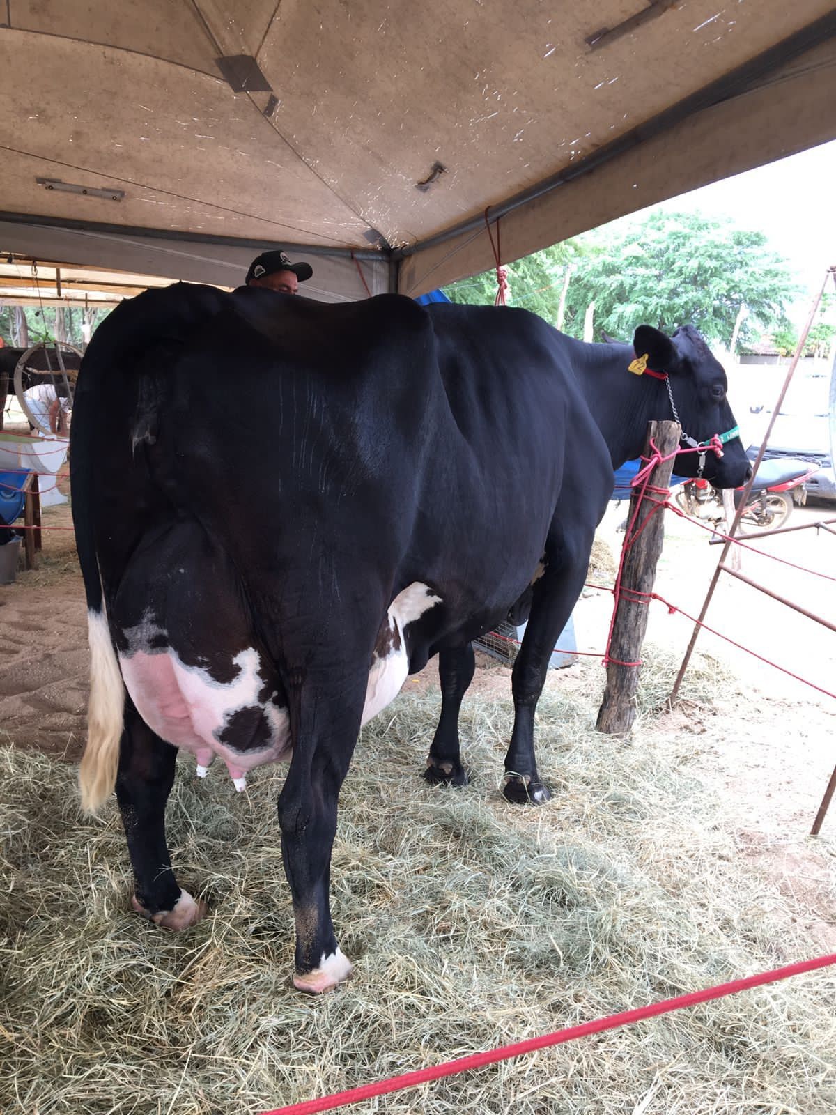 VÍDEO: conheça a 'Vaca Atleta', que produziu mais de 109 kg de leite em um único dia em Pedra no Agreste de PE