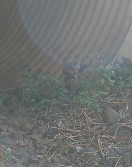 Você Não Tá Convidada pro Meu Bat Mitzvá!