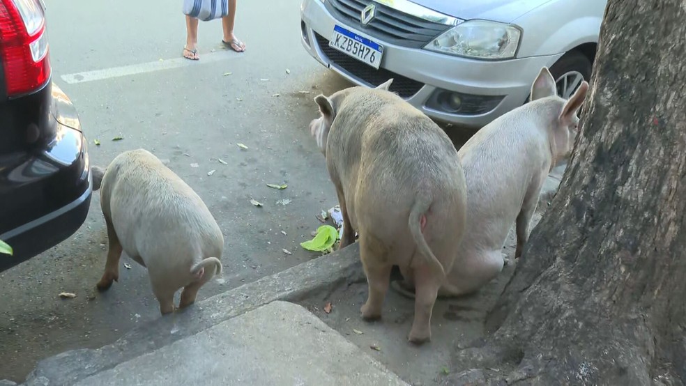 Porcos nas ruas de São Cristóvão, na Zona Norte do Rio — Foto: Reprodução/ TV Globo