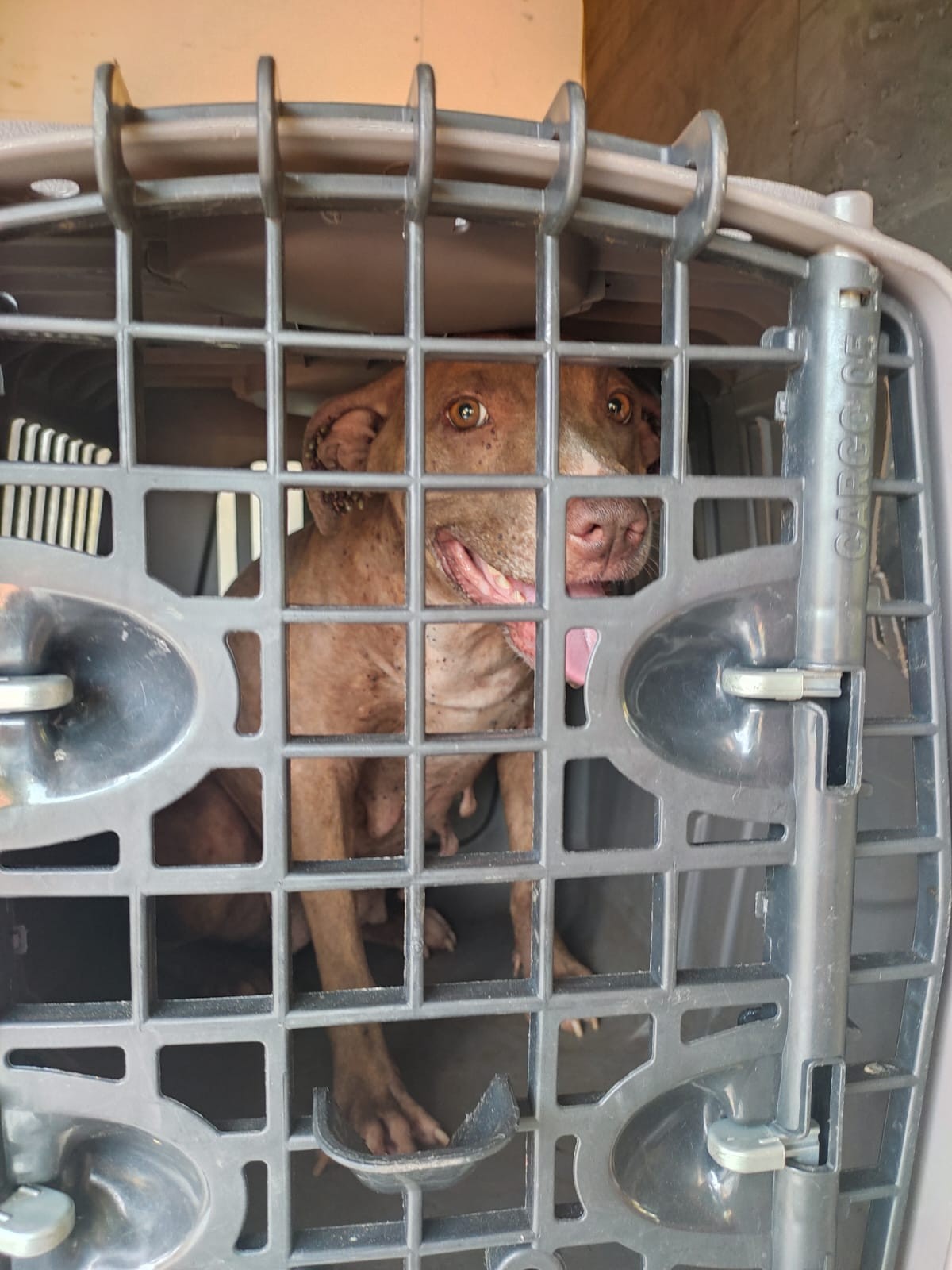 Polícia Ambiental apreende cachorra infestada de parasitas; tutora leva multa de R$ 3 mil e ainda responderá por crime