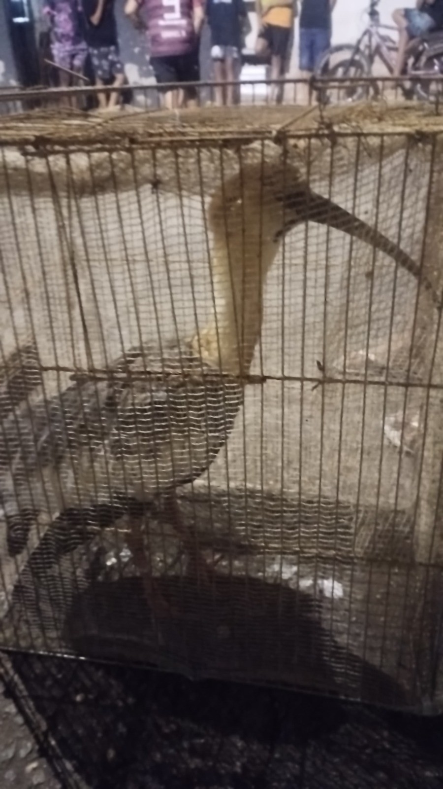 Ave é resgatada após ficar presa por linha de pipa em Barra Mansa