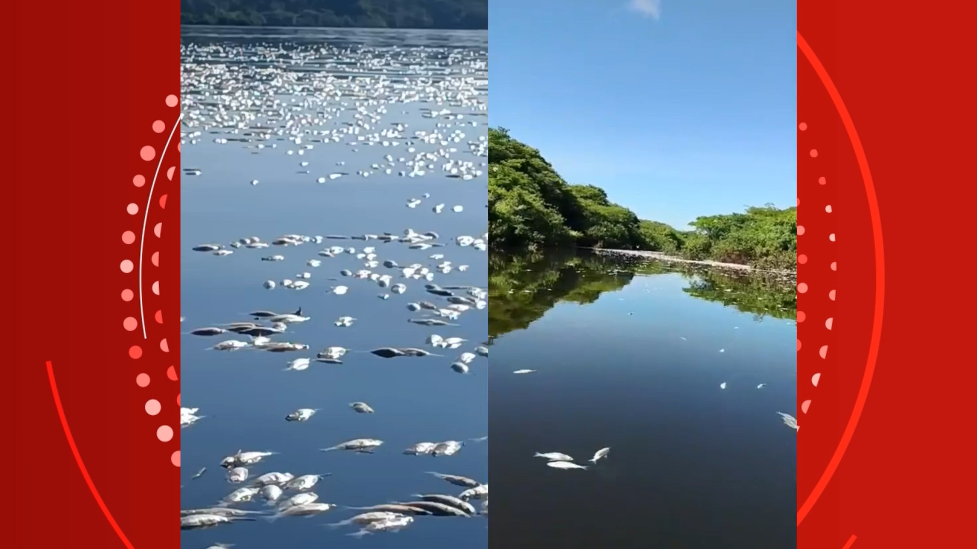Vídeo mostra centenas de peixes mortos no Lago do Cuniã, em Porto Velho; ICMBio investiga as causas