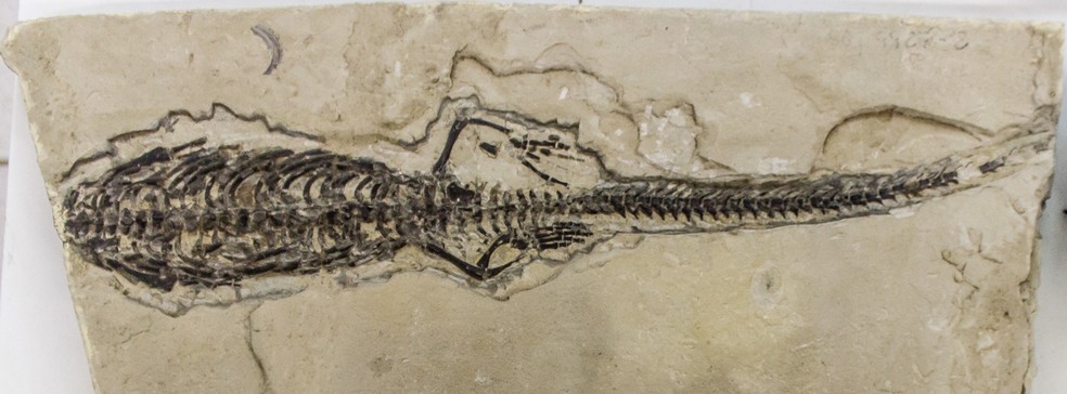 Fóssil na área do projeto do Geoparque Corumbataí — Foto: Divulgação/Projeto Geoparque Corumbataí