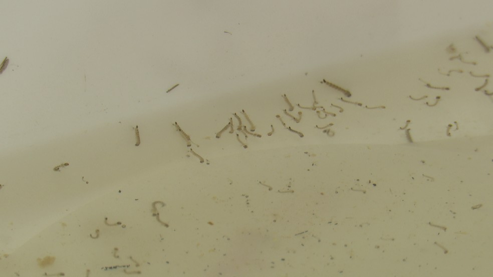 Larvas de mosquito da dengue — Foto: Reprodução/TV Cabo Branco