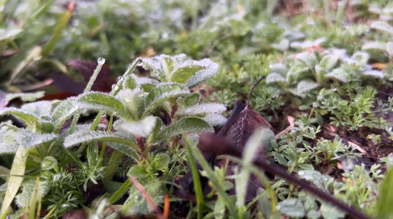 Frio toma conta do RS e Região da Serra amanhece com geada