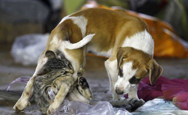 Castração gratuita para cães e gatos pode ser agendada em Saquarema, no RJ 