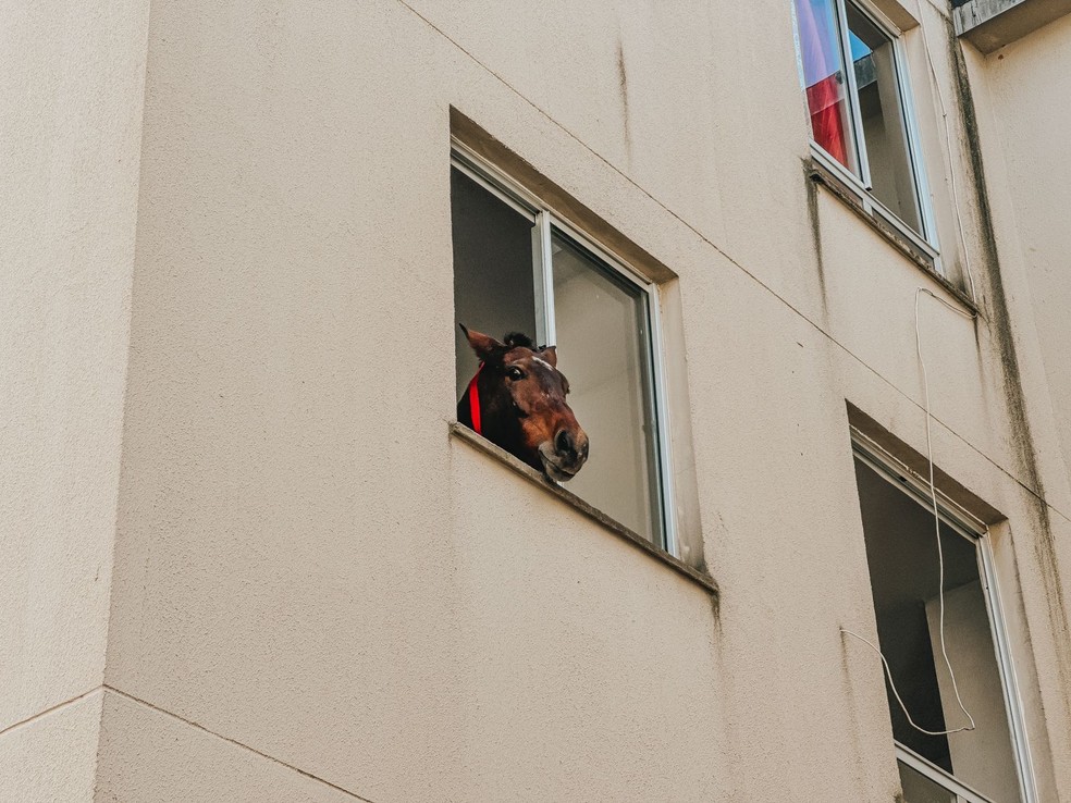 Cavalo em apartamento no terceiro andar de prédio em São Leopoldo — Foto: Pietro Oliveira/RBS TV