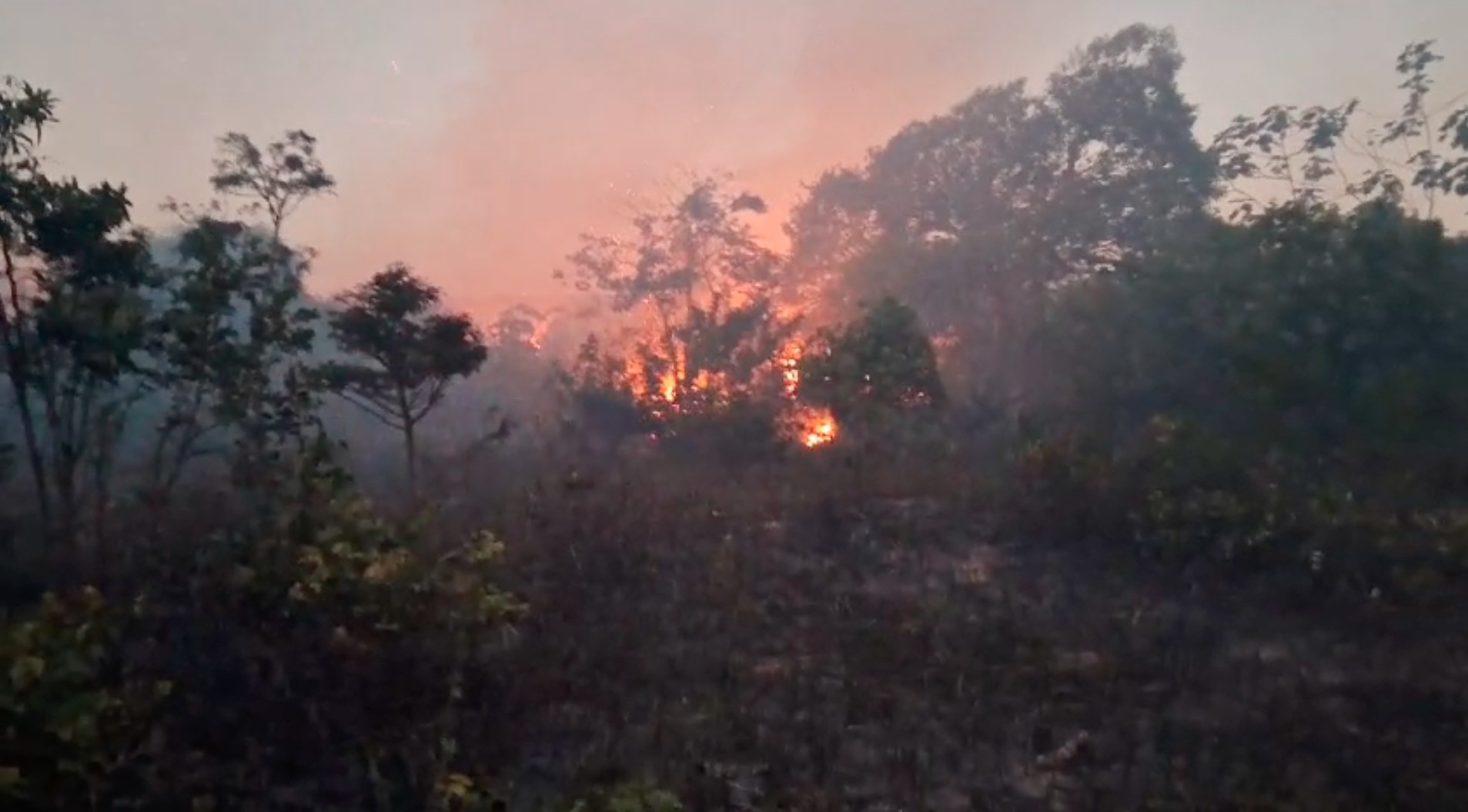Incêndio atinge reserva do Mico-Leão-Dourado em Cabo Frio, no RJ