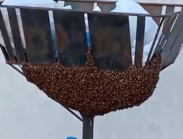 Vídeo mostra milhares de abelhas mortas ou agonizando; apicultores suspeitam de envenenamento em RO