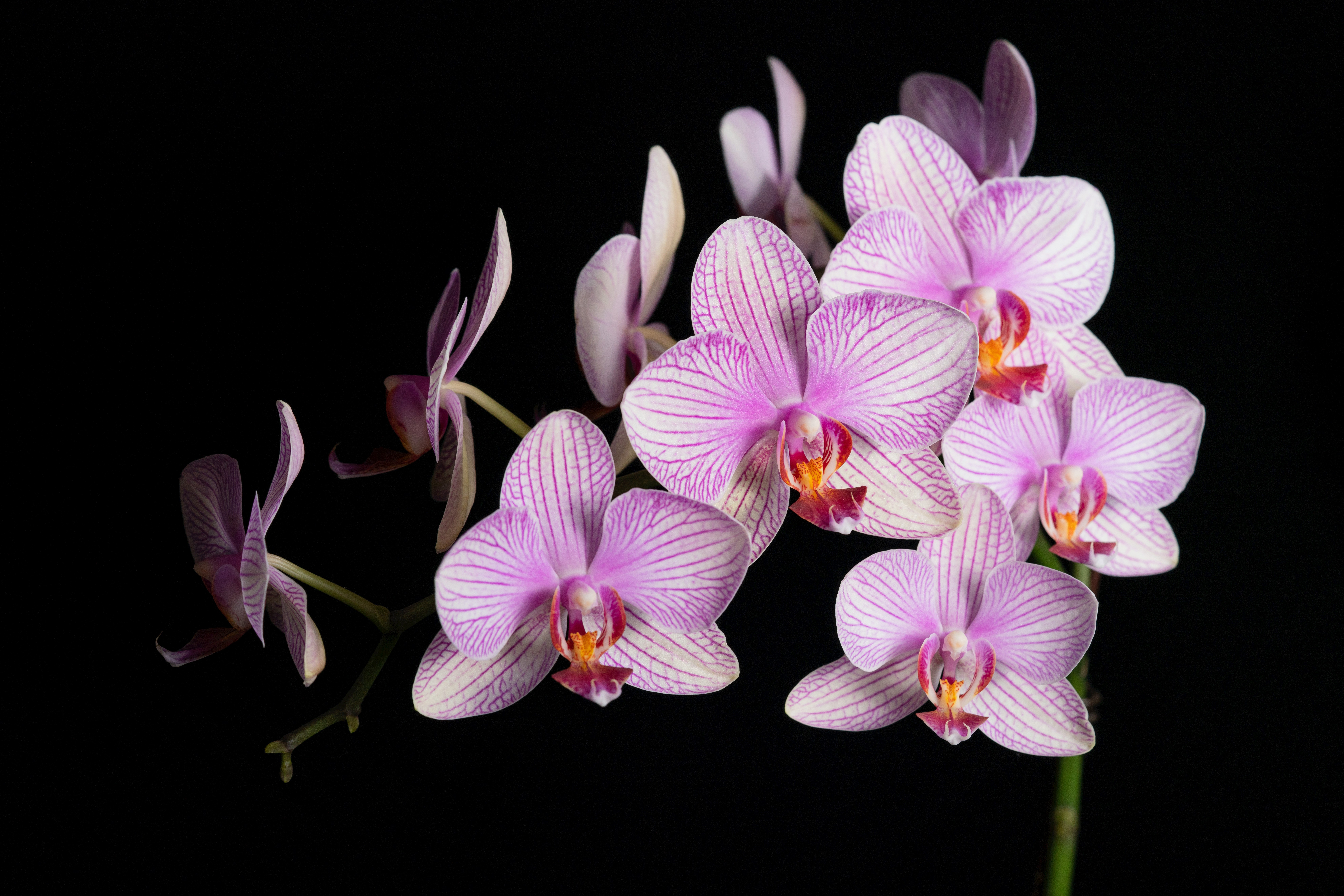Veja como salvar uma orquídea com folhas e raízes secas ou murchas