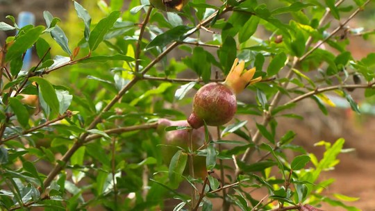 Você conhece o achachairu? Produtores investem no cultivo de frutas exóticas no ES - Fruta é originária da Bolívia e se adaptou bem em climas frios do Espírito Santo. Agricultores da Região Serrana buscam plantio de pitaya, lichia e romã para complementar renda.