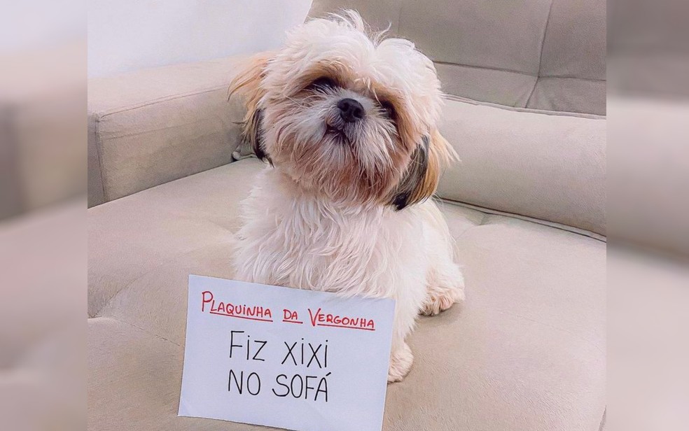 Pet influencer', cachorro goiano viraliza na web com vídeos engraçados, Goiás