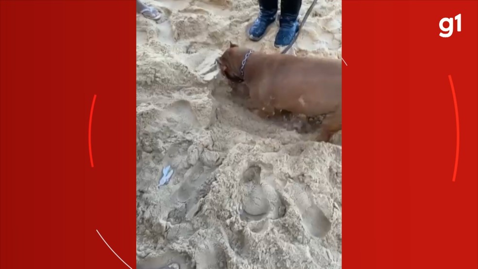 Drogas foram achadas com ajuda de cão farejador em Salvador — Foto: PM-BA