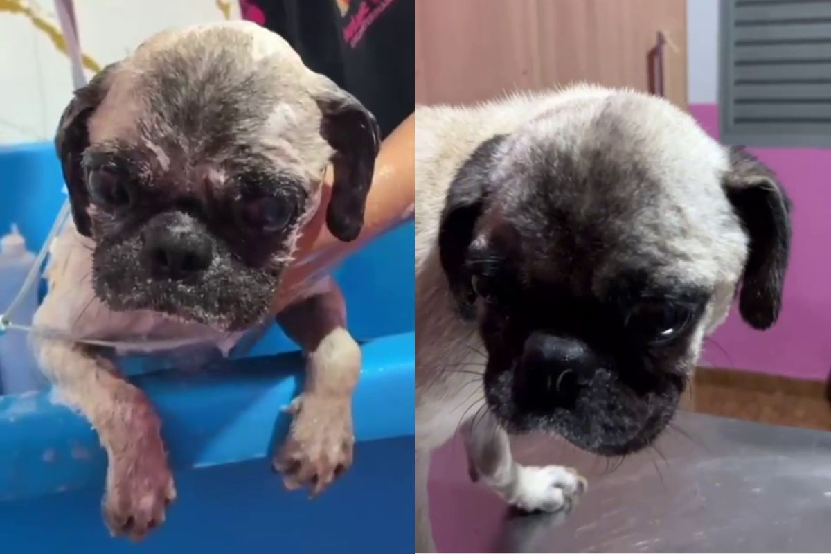 Cachorro pug é resgatado ferido e infestado por carrapatos; dona é presa por maus-tratos