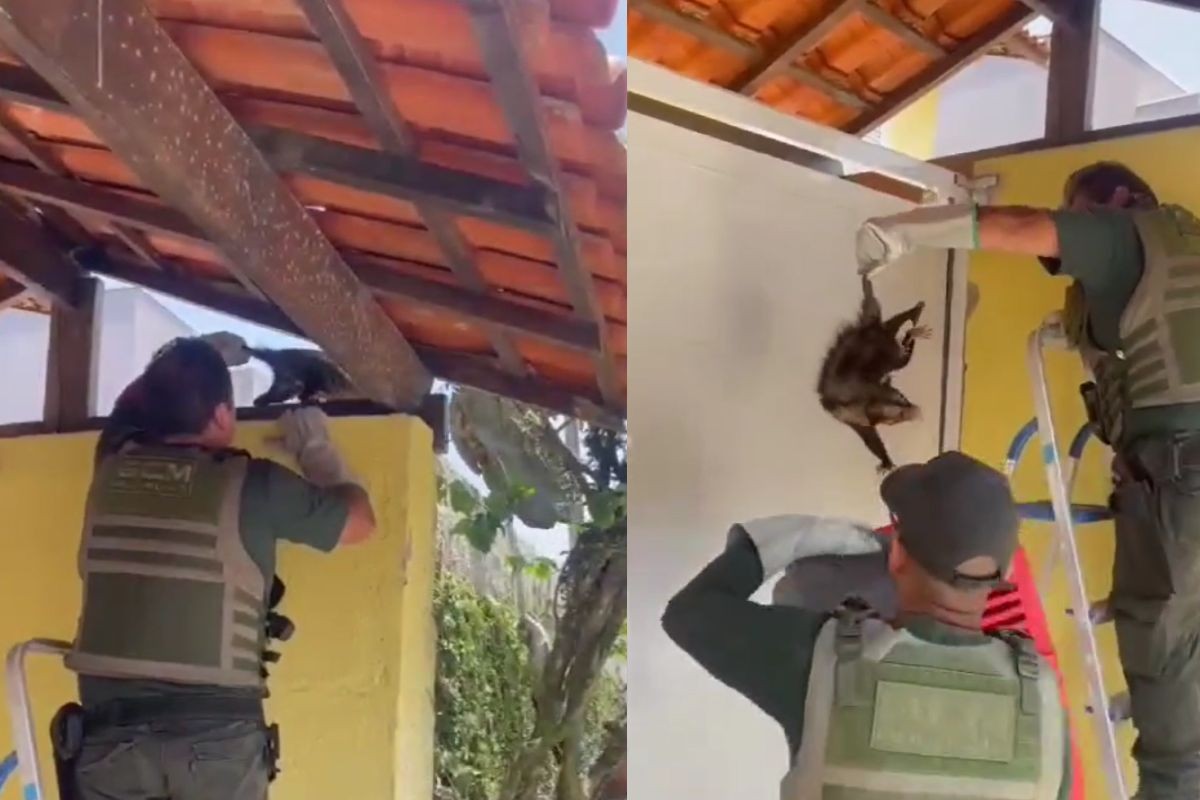 Saruê assustado é resgatado em garagem no litoral de SP; VÍDEO