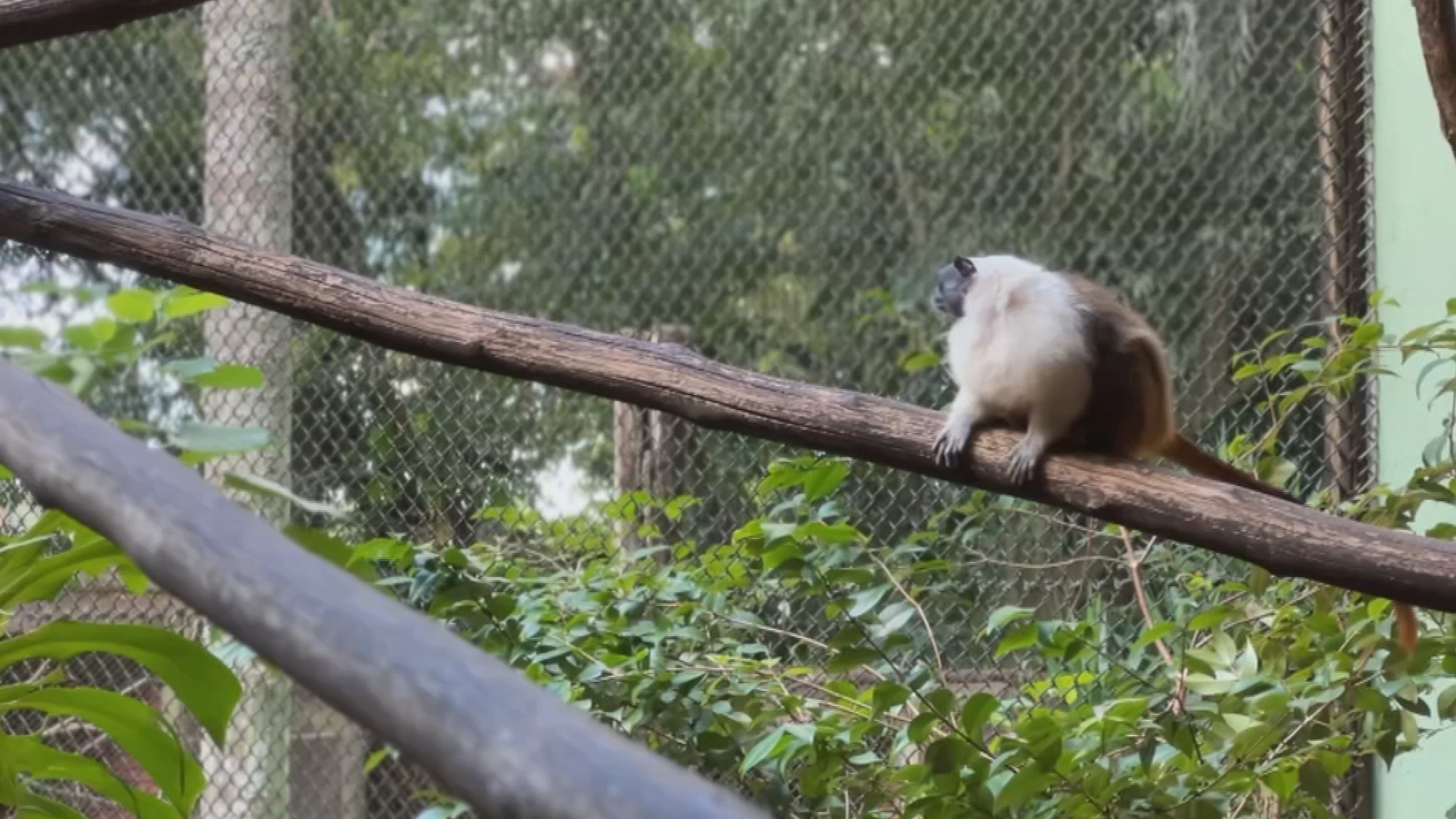 Férias escolares: zoológico Municipal e Jardim Botânico ampliam horário de funcionamento em julho