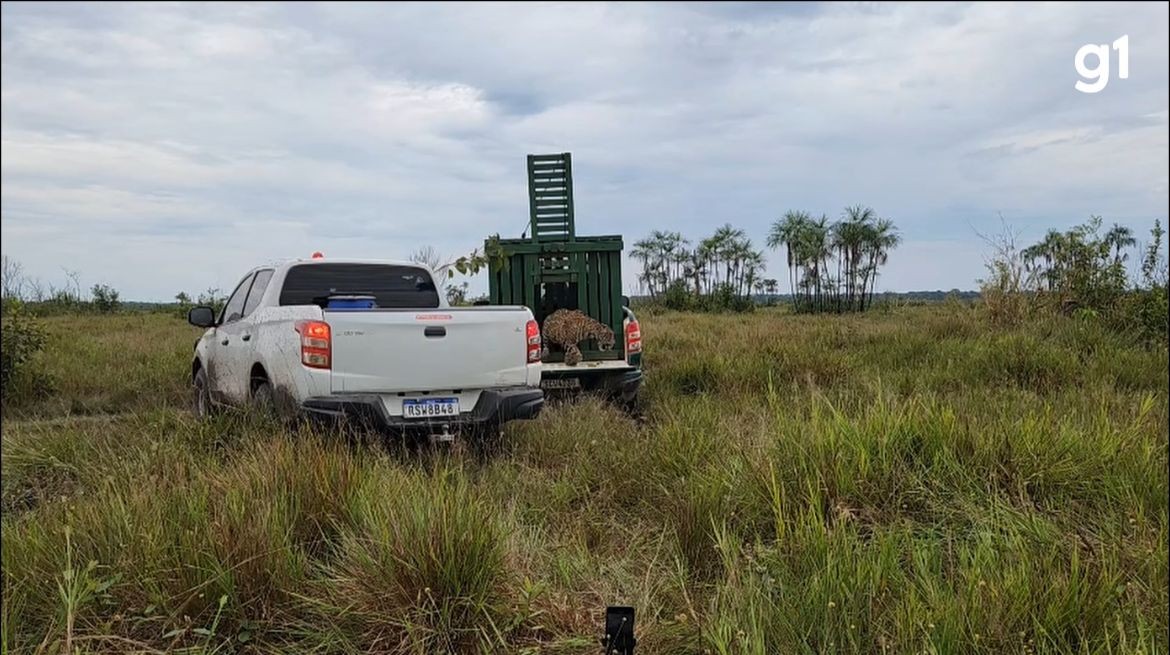VÍDEO: Onça-pintada que invadiu residência é devolvida à natureza em RO