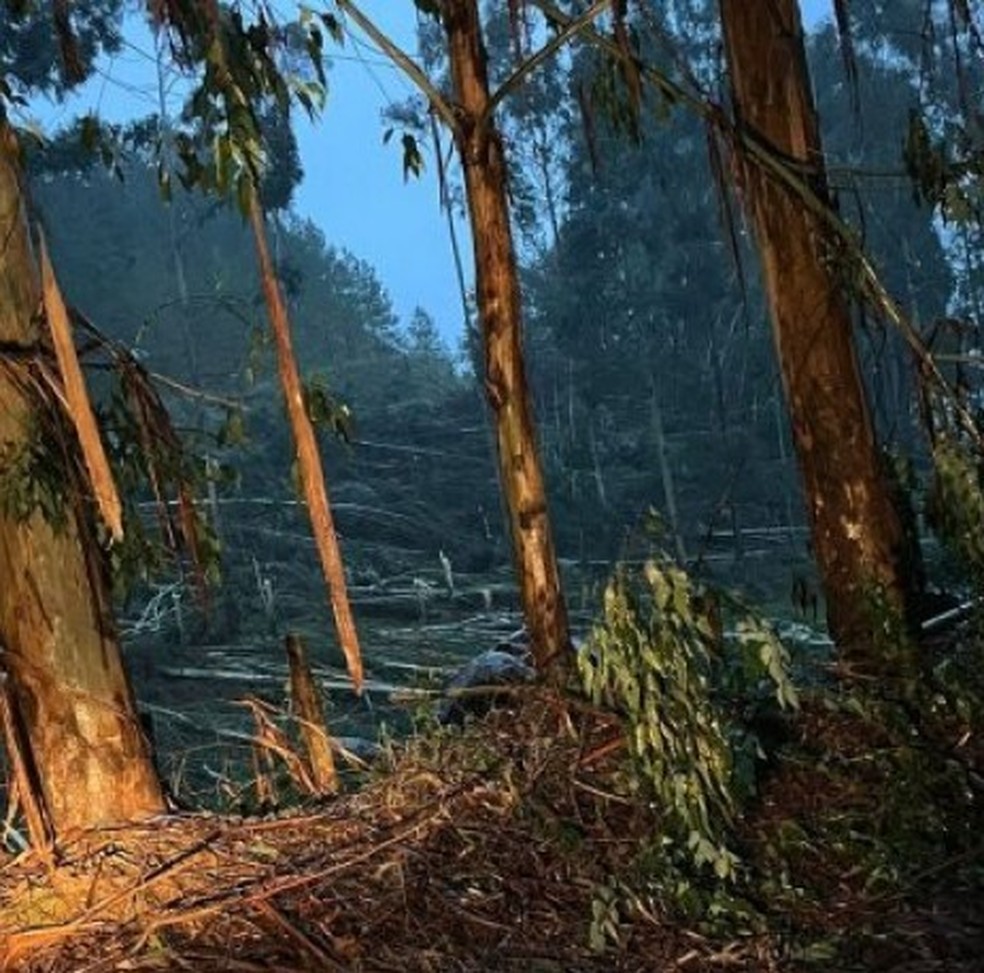 Tornado derruba e arranca árvores pela raiz durante chuvas em SC