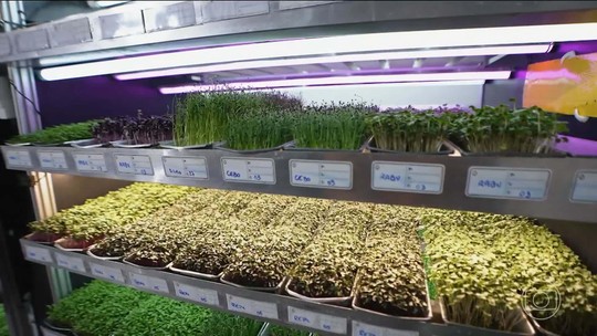 Microverdes cultivados na cidade viram negócio de alto valor - Programa: Pequenas Empresas & Grandes Negócios 