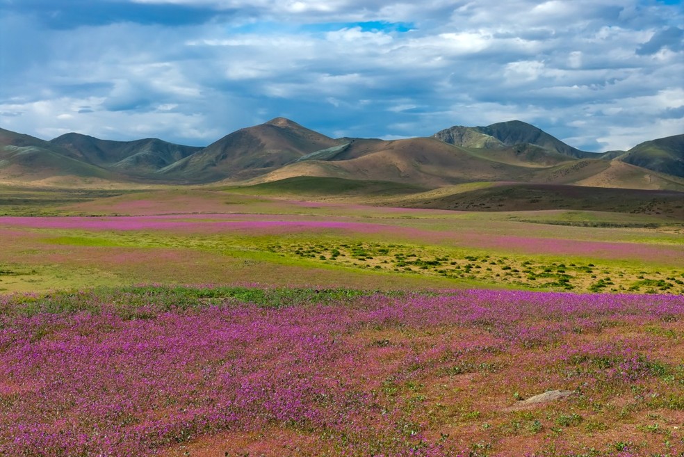 Manchas de flores silvestres cobrem trechos do deserto do Atacama, perto de Copiapó, no Chile, em 18 de setembro de 2026. — Foto: Javier Torres/AFP