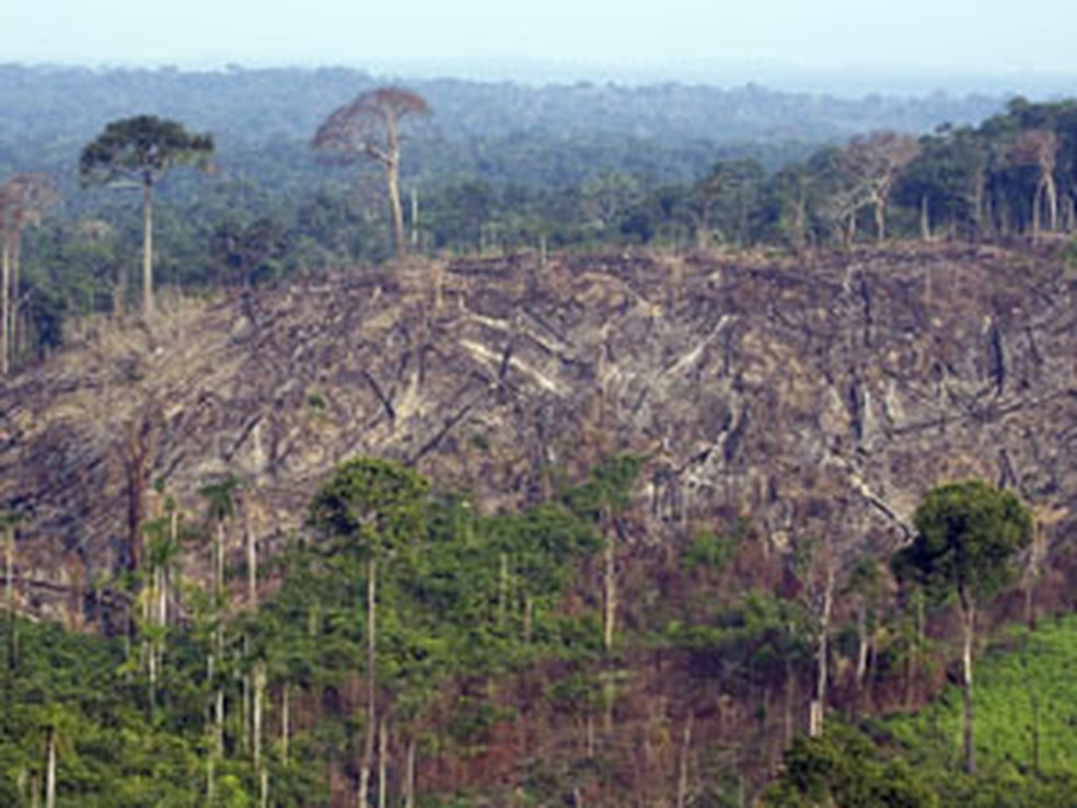 Area de floresta devastada por fogo no Parque Nacional de Jamanxim, no Pará — Foto: Antônio Scorza/Arquivo/AFP
