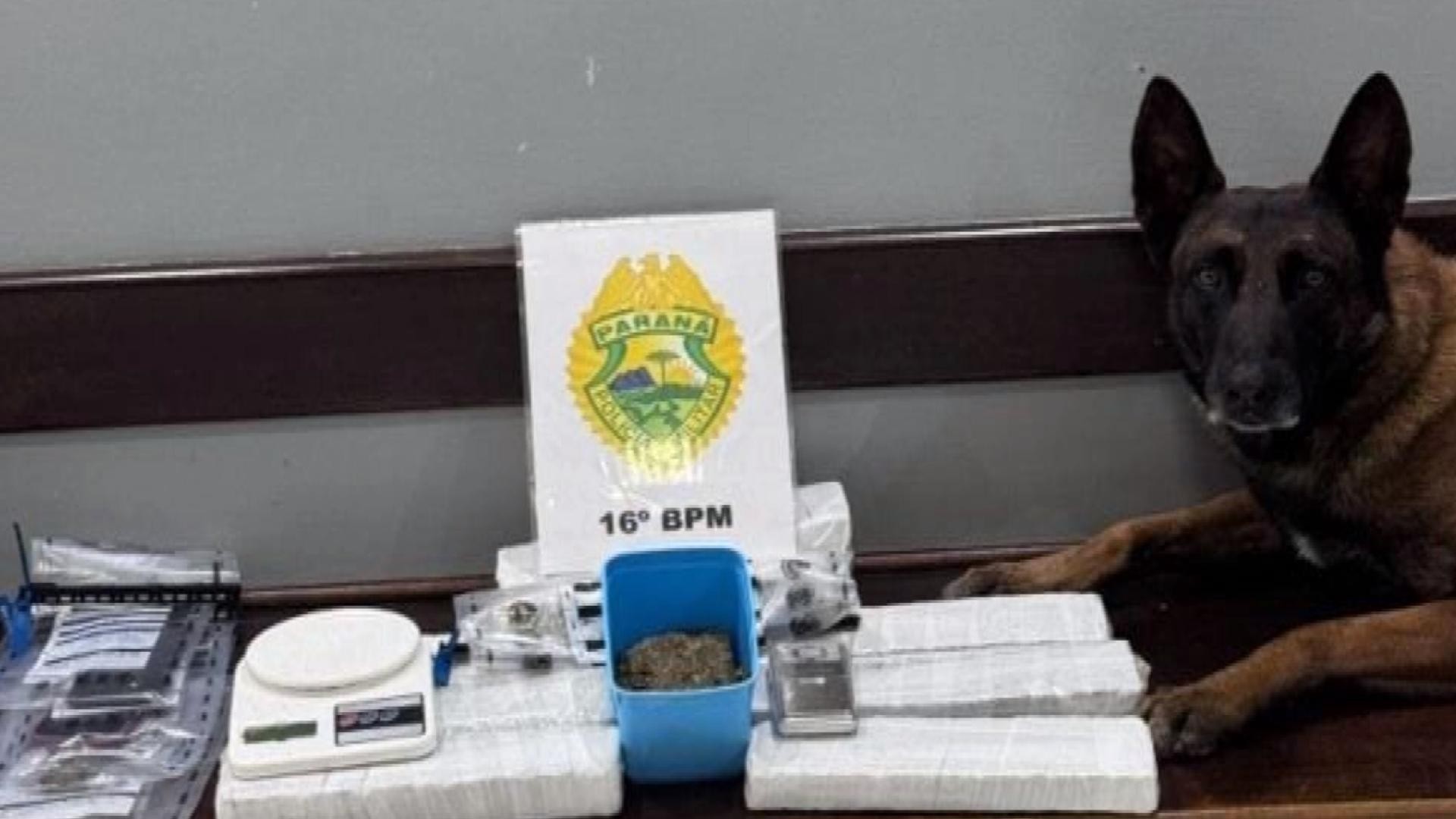 Cão farejador encontra drogas escondidas em lanchonete, enquanto PM comprava lanche, no Paraná