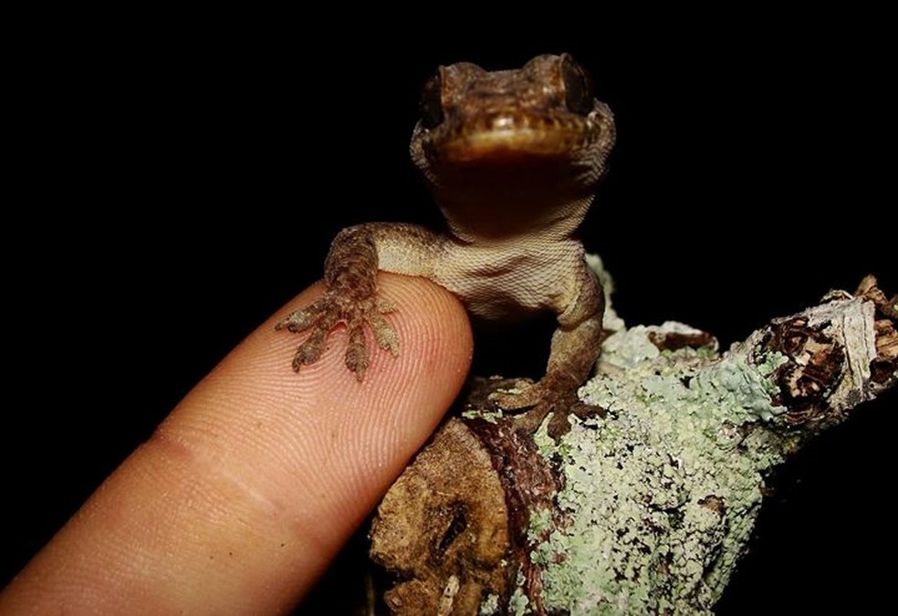 van der waals forças lagartixa