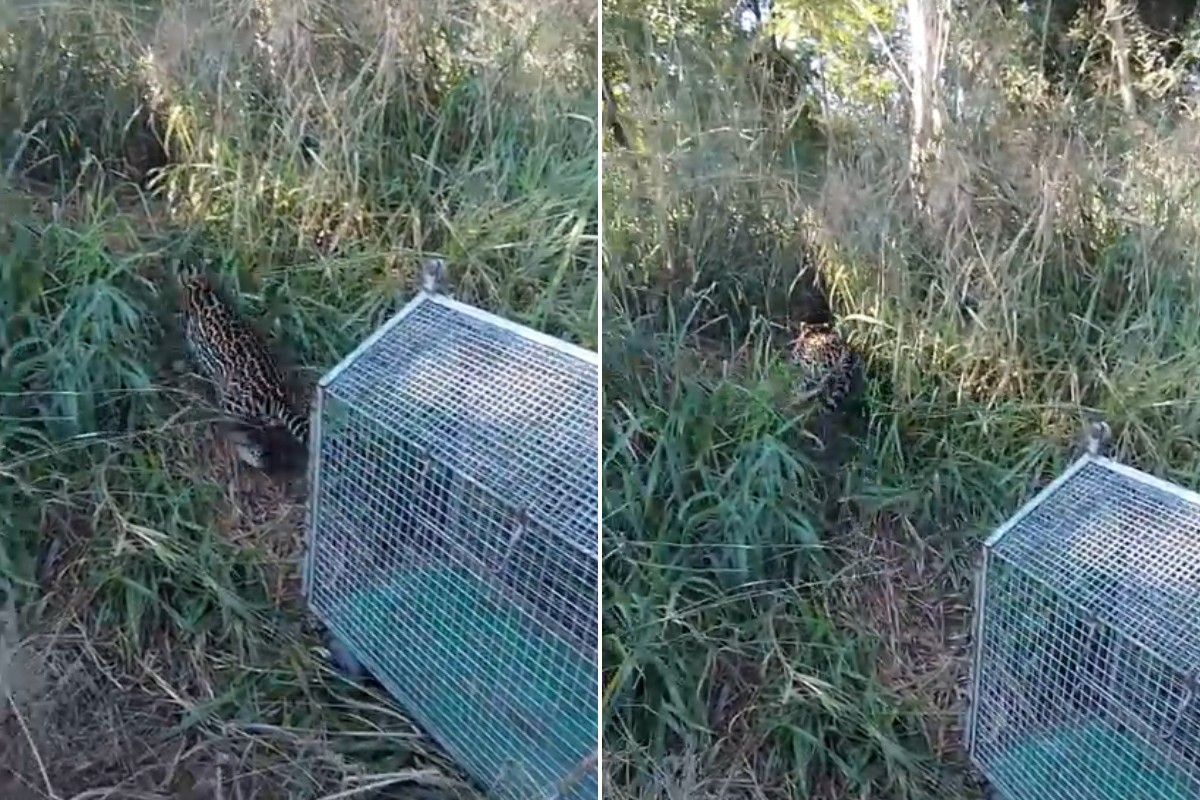 Jaguatirica invade residência, é resgatada e solta em parque estadual no interior de SP; vídeo