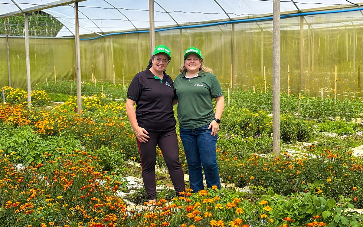 Produtora expande negócio de microgreens em Teresópolis