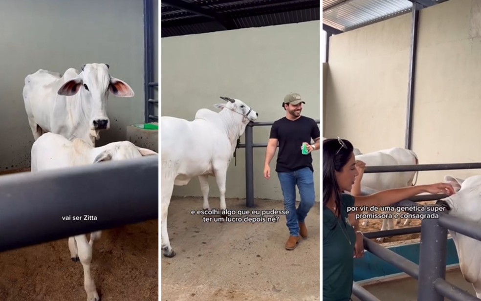 Murillo Huff presenteia noiva com bezerra parente de vaca mais cara do mundo — Foto: Reprodução/Instagram Gabriela Versiani