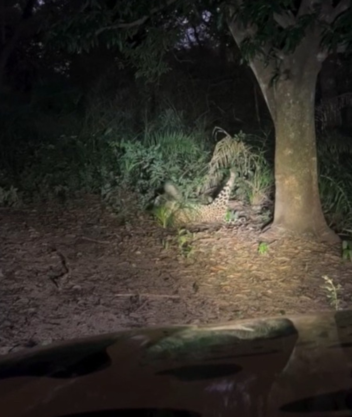 'Gatinho pantaneiro': onça-pintada surpreende turistas ao brincar de barriga para cima durante safari