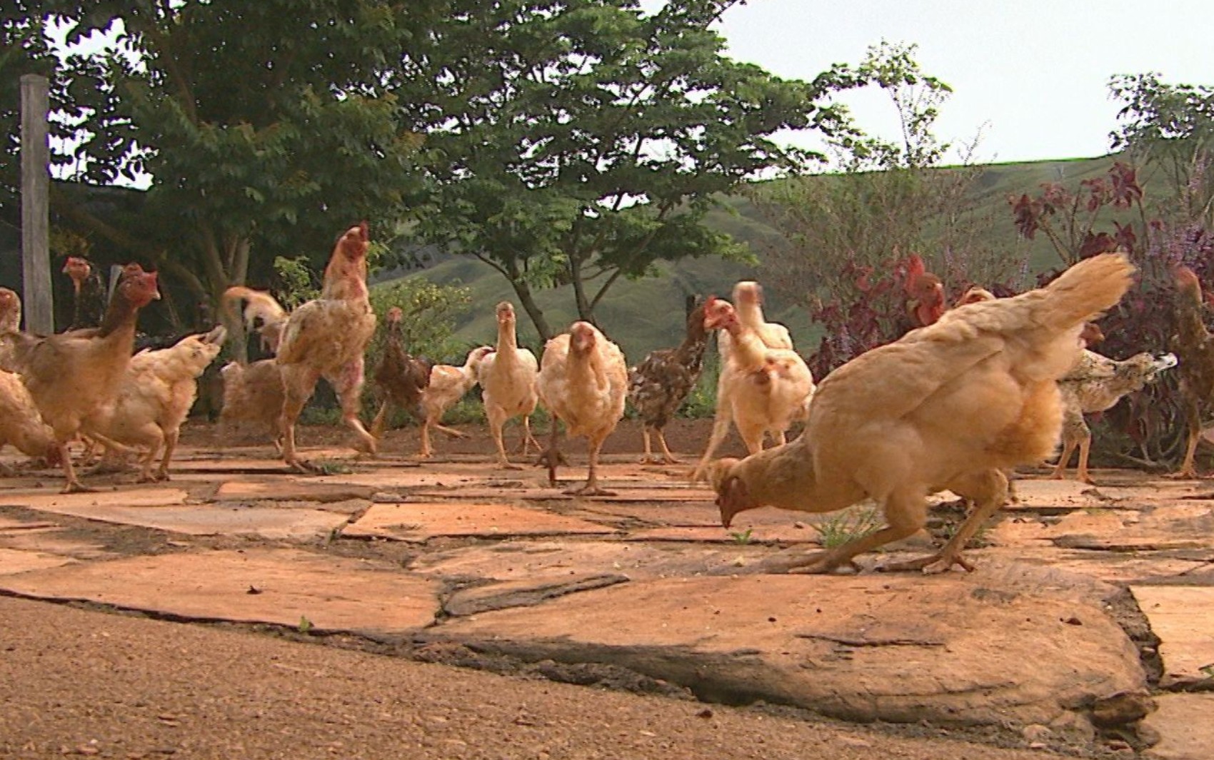 Agressão com Ferramentas Agrícolas em Minas Gerais Destaca Desafios de Segurança Rural