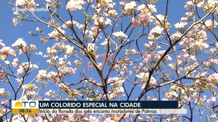 Ipês florescem em Palmas e encantam moradores