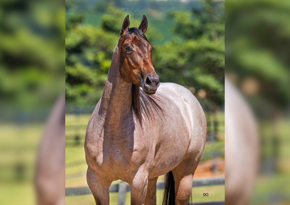 Quarto de Milhas é a única raça de cavalo que pratica 22 modalidades esportivas diferentes, segundo criador — Foto: Divulgação