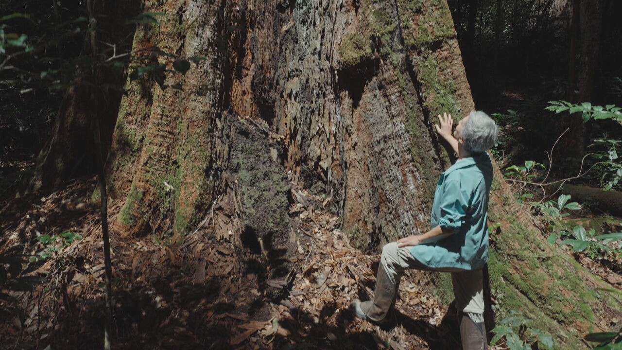 Floresta das Árvores Gigantes: como avanço do garimpo ameaça uma das regiões mais preservadas da Amazônia 