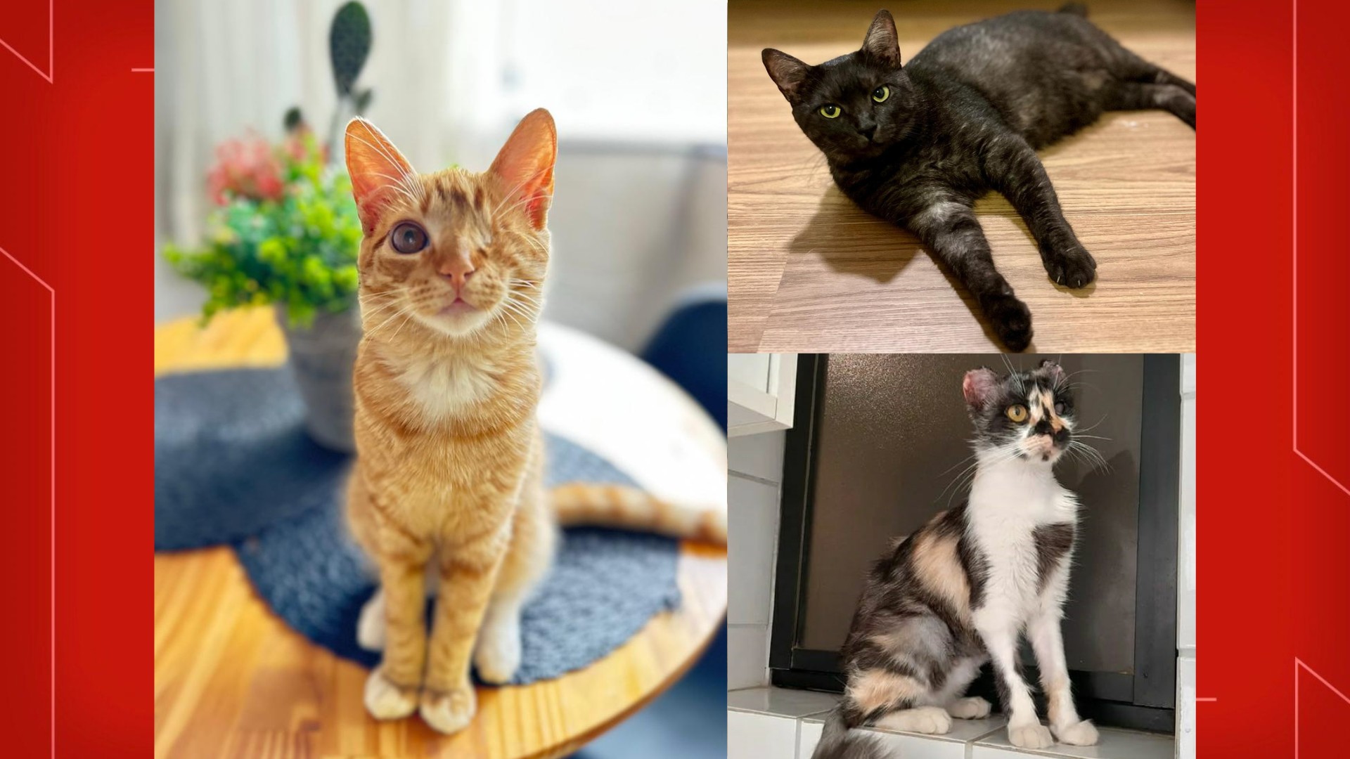 Dia Mundial do Gato: Conheça as incríveis jornadas de Guibi, Pandora e Helena que escaparam da morte e ganharam 'vida nova'