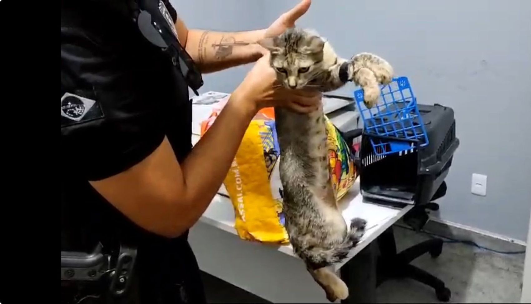 Mulher é presa por usar gata para entrar com celulares no presídio de Tobias Barreto