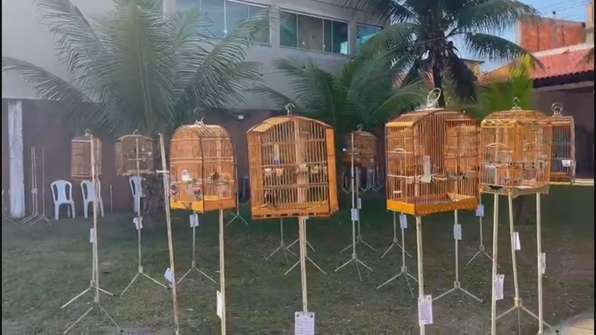 Polícia prende 20 pessoas em campeonato ilegal de canto de aves em Nova Iguaçu; pássaros tinham sinais de maus-tratos