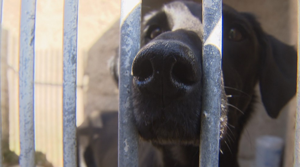 200 cães resgatados em Curitiba se tornam assistentes de acusação
