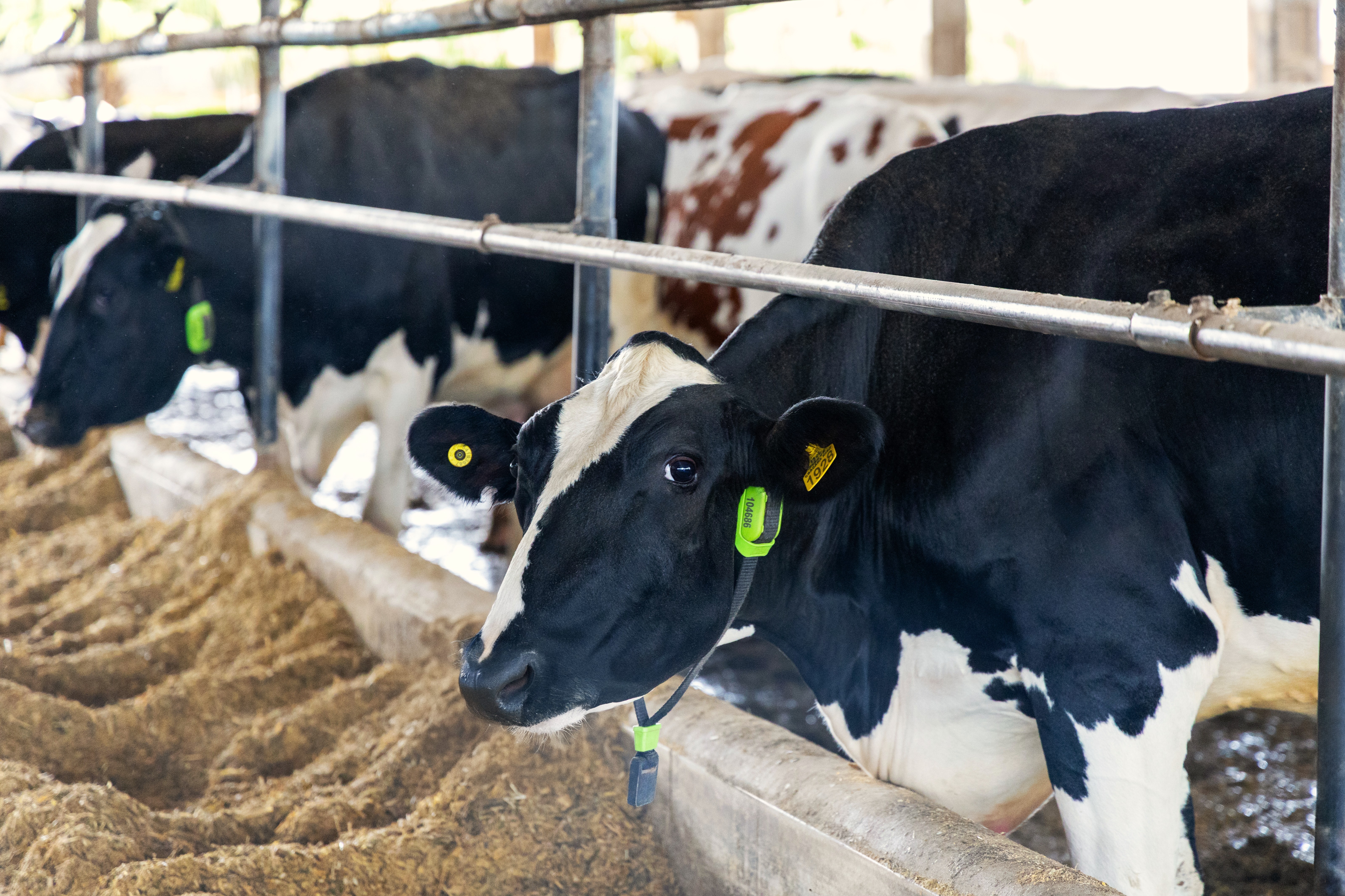 Brasil faz primeira operação usando vacas monitoradas por IA como garantia para empréstimos