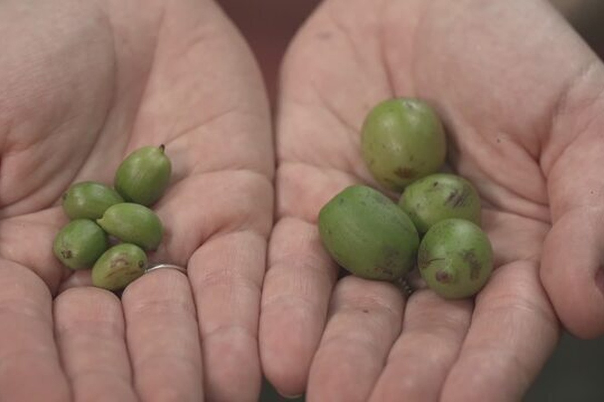 Café gigante e raríssimo é encontrado na Amazônia; espécie representa 0,01% da produção mundial