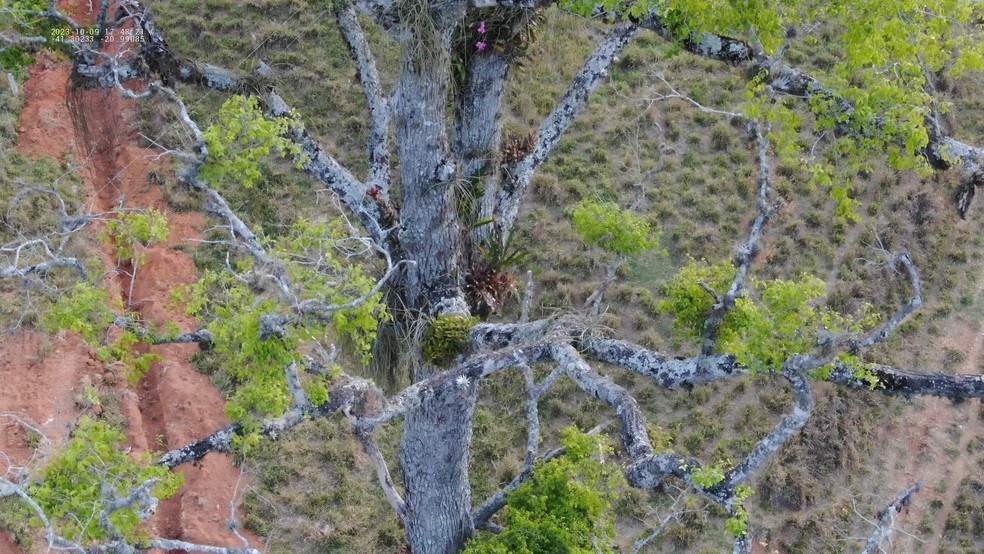 Jequitibá centenário fica em Muqui, no sul do Espírito Santo — Foto: Reprodução/Monumento Natural Estadual Serra das Torres