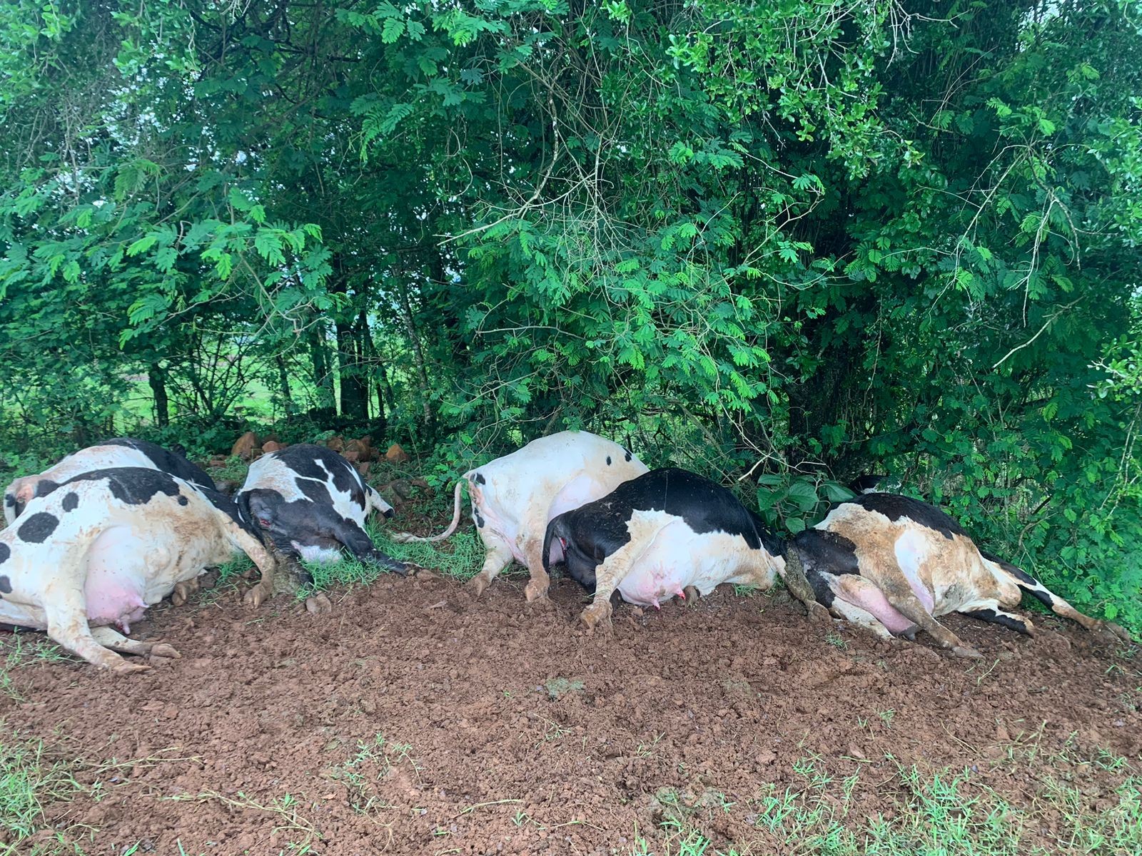 Raio mata sete vacas holandesas de R$ 10 mil cada em propriedade rural de SC