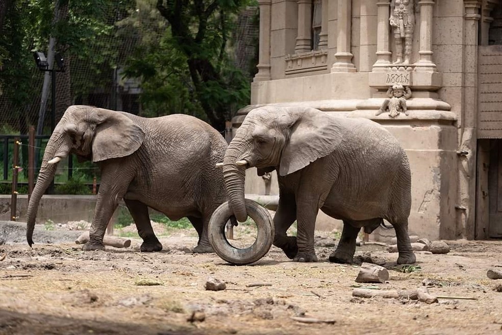 Em 2020, Kuky e Pupy seriam transferidos para o Santuário dos Elefantes Brasil, em Chapada dos Guimarães (MT) — Foto: Tomas Francisco Cuesta