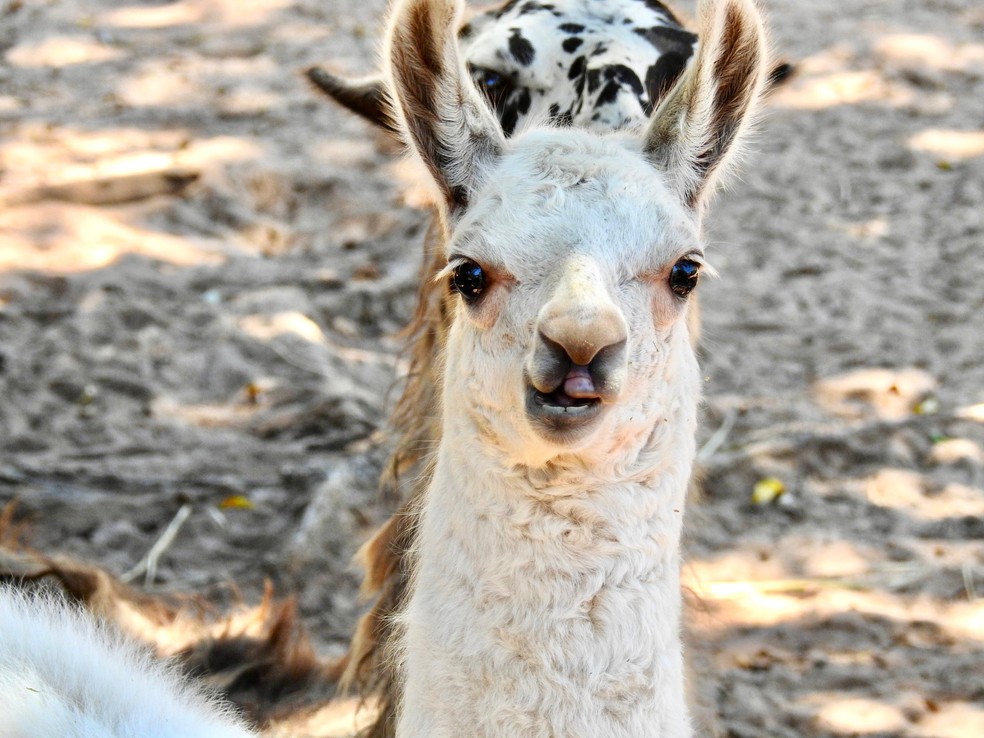 6 de 10
Zool&oacute;gico de Bauru possui um plantel composto por 700 animais de 170 esp&eacute;cies &mdash; Foto: Julia Pitta/Divulga&ccedil;&atilde;o