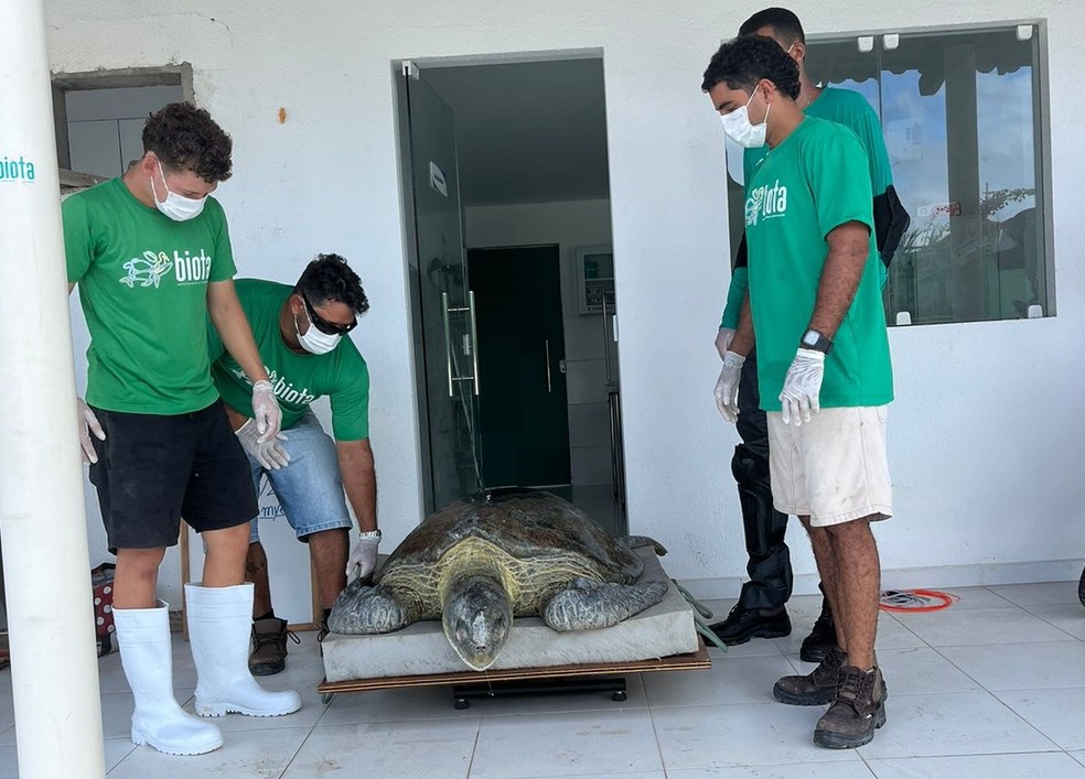 Tartaruga debilitada foi levada para tratamento no Centro de Reabilitação de Animais Silvestres — Foto: Instituto Biota