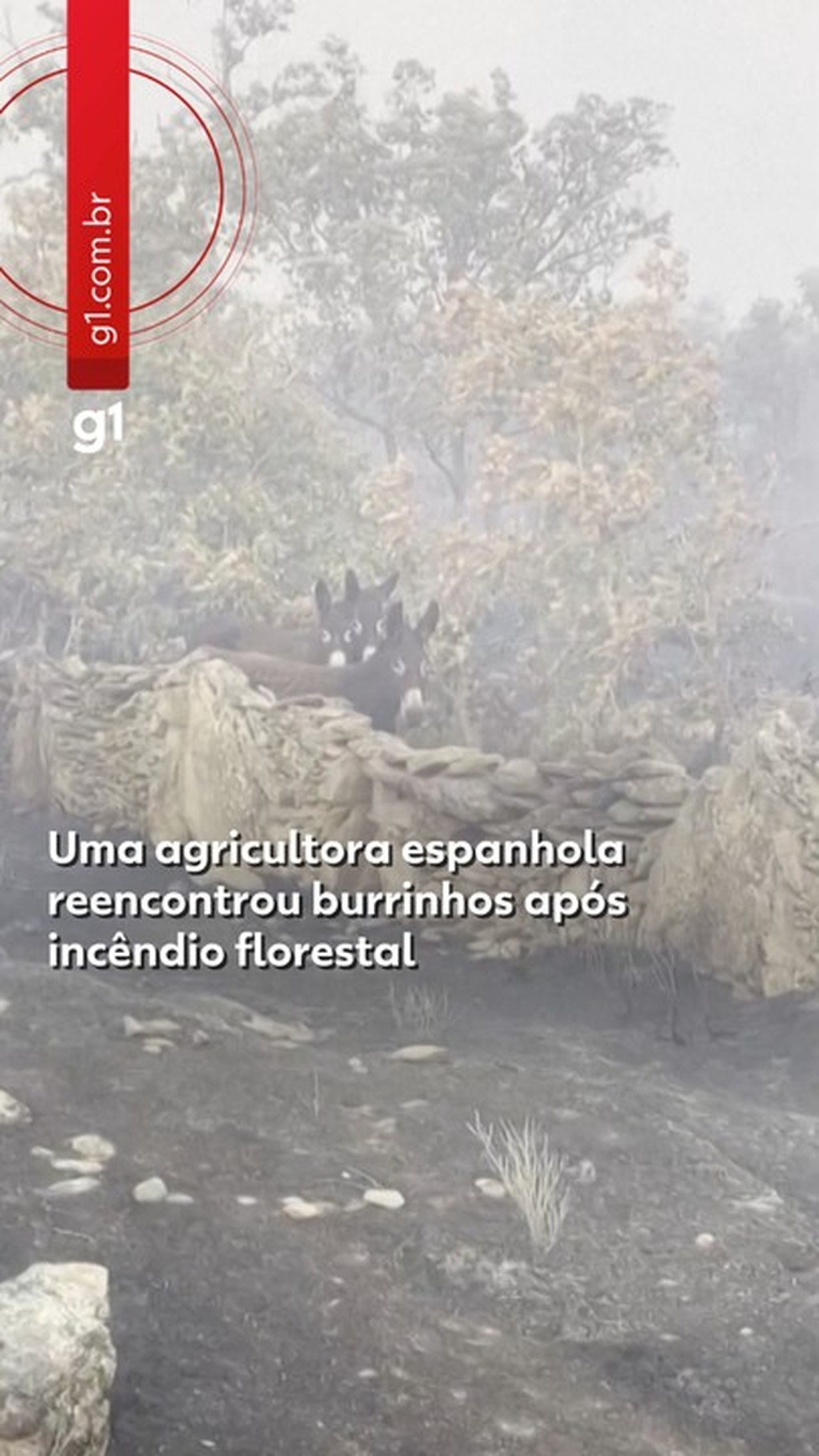 VÍDEO mostra fazendeira espanhola reencontrando burrinhos após incêndio devastador
