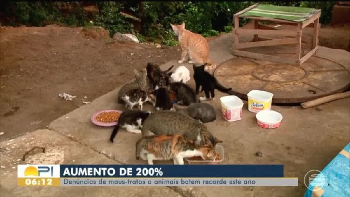 Denúncias de maus-tratos a animais aumentam 200% em Teresina, diz Polícia  Civil | Piauí | G1