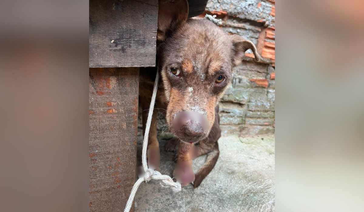 Homem é multado em R$ 3 mil após cachorro ser encontrado magro, preso e com doença de pele no interior de SP