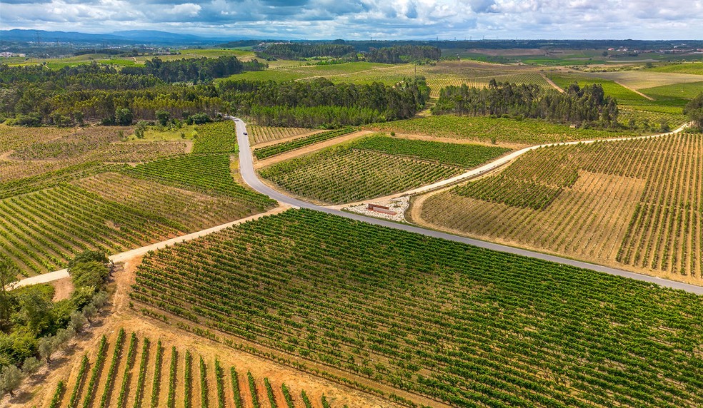 Bairrada é a região icônica da uva Baga. — Foto: Divulgação.